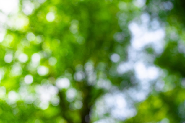 Green leaf blurred background bokeh nature background green leaf in forest leaves blurred backdrop