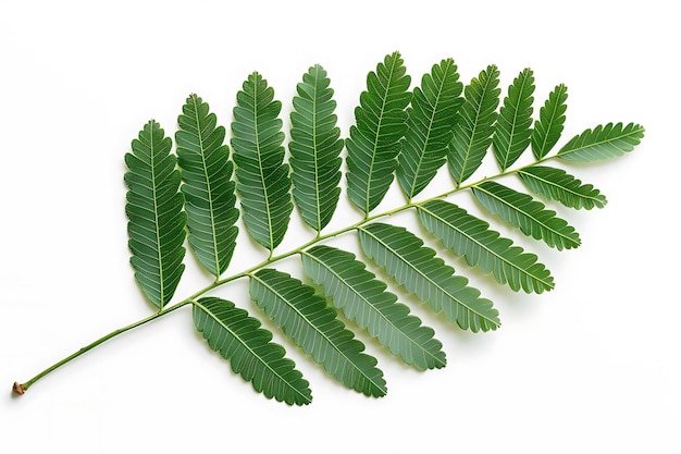 Green Leaf Branch Isolated on White Background