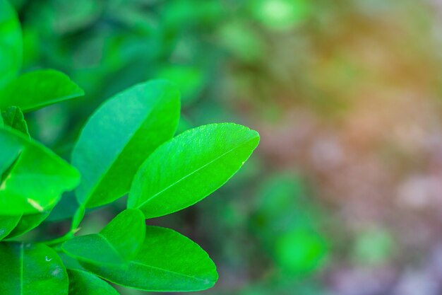 Green leaf on branch