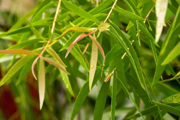 Green leaf buds of  Cajuput leaves (Melaleuca cajuputi), in shallow focus