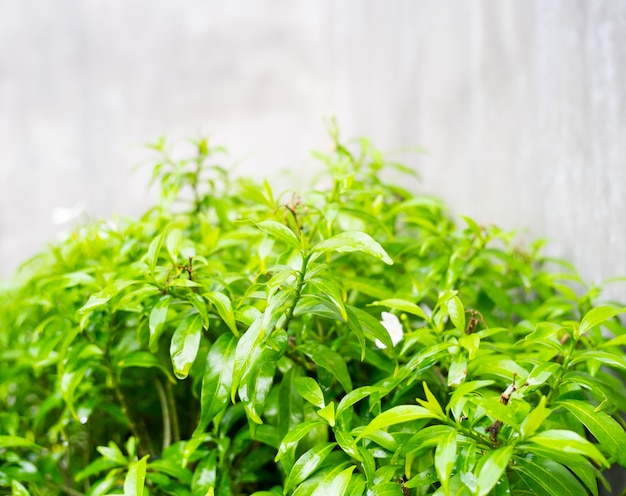 Green leaf bush at concrete wall