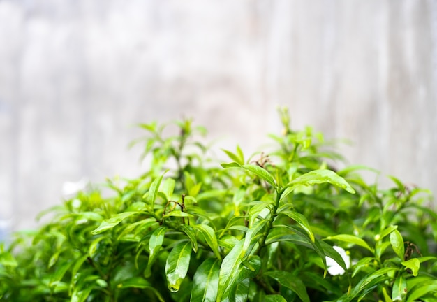 Green leaf bush with concrete wall