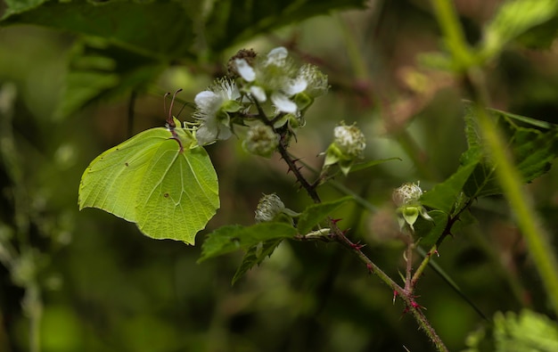 Green leaf butterfly on a plant