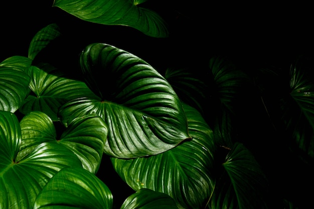 Green leaf caladium texture in tropical forest background.