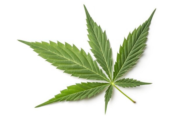 A green leaf of cannabis on a white background