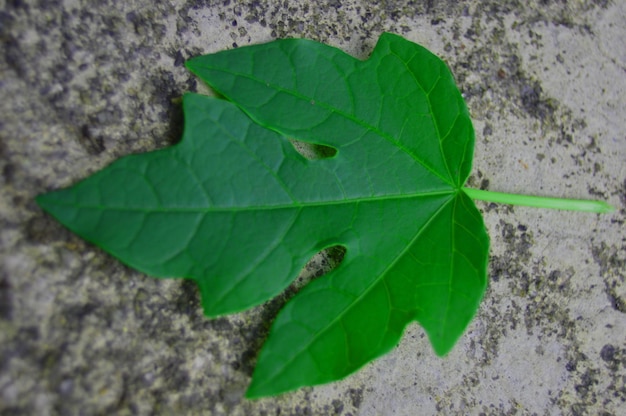 a green leaf on a cement floor background