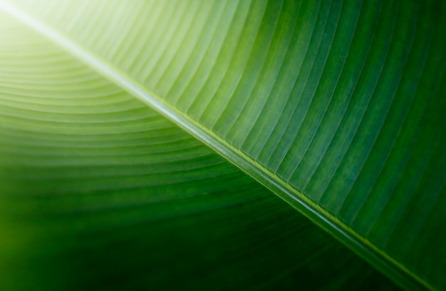 Green leaf close up background