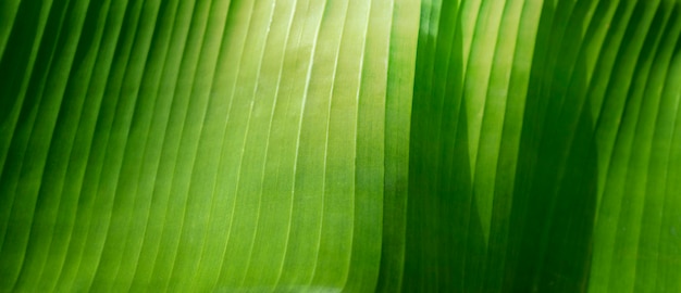 Green leaf close up background