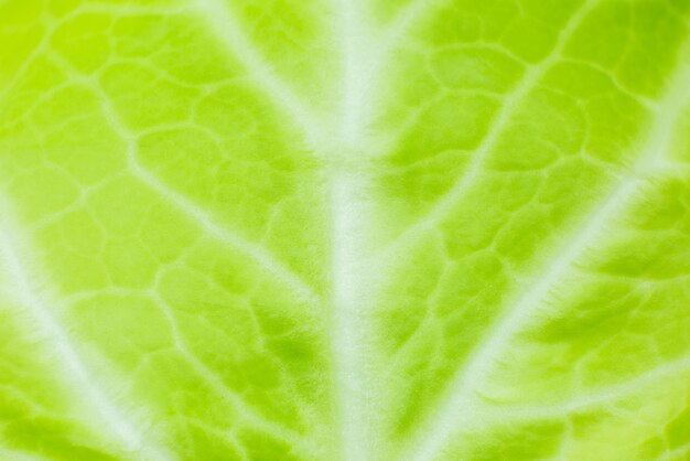 Green leaf close up Fresh leaves texture background Natural eco wallpaper Vegetarian food Vegetable and vitamins products Macro photo