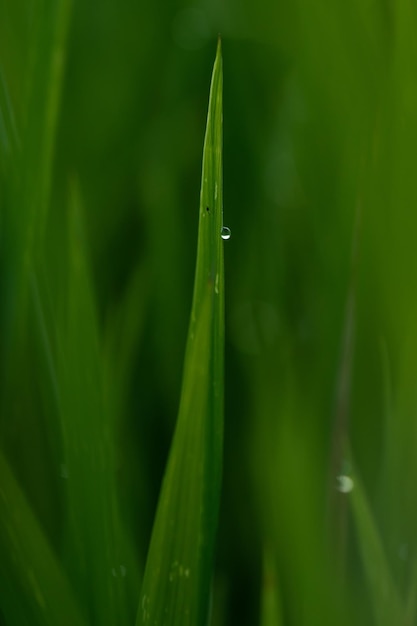 green leaf in close up