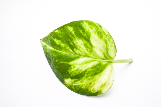 Green leaf Closeup On white background