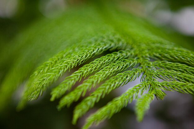 Green leaf closeup