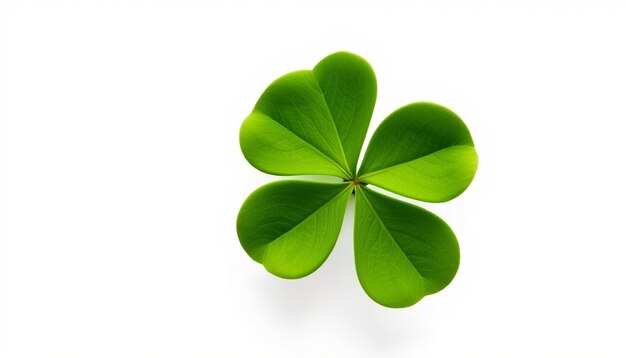 Photo a green leaf clover with a white background