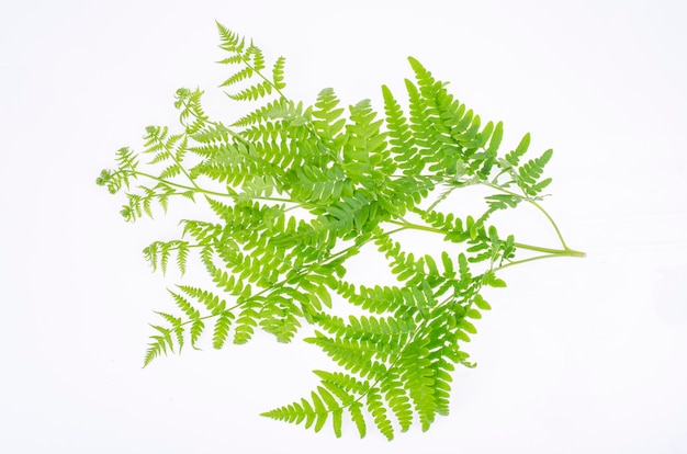 Green leaf of decorative fern on white background. Studio Photo.