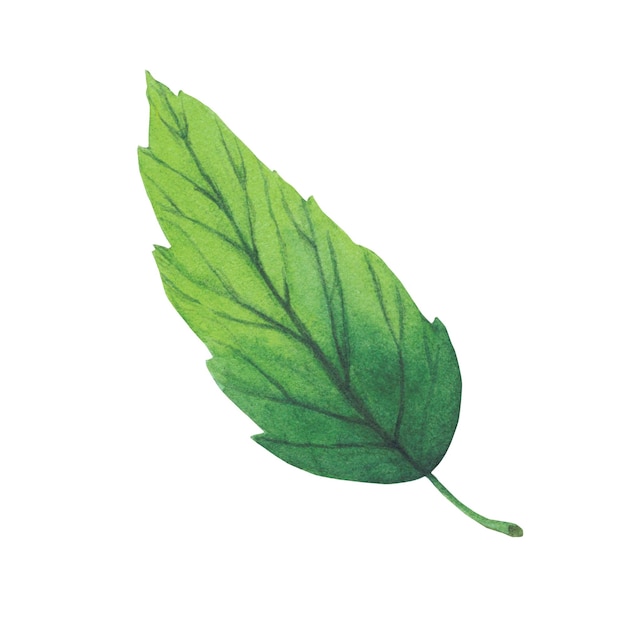 Green leaf drawing watercolor isolated on white background Watercolor botanical illustration