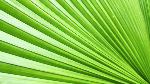 Green leaf of elephant fern plant