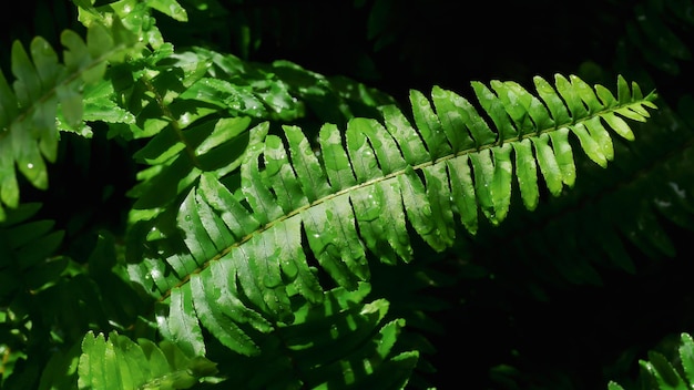 Green leaf Fern plant with rain drop Nature texture background Lighting and shadow