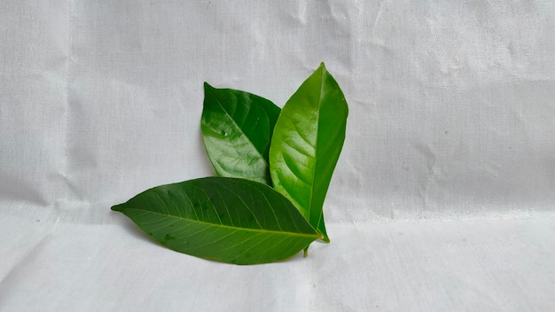 A green leaf from a plant that has the word love on it