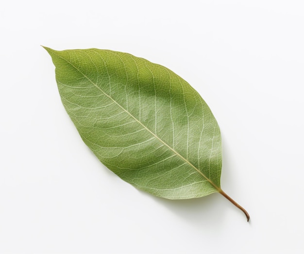 A green leaf from a plant