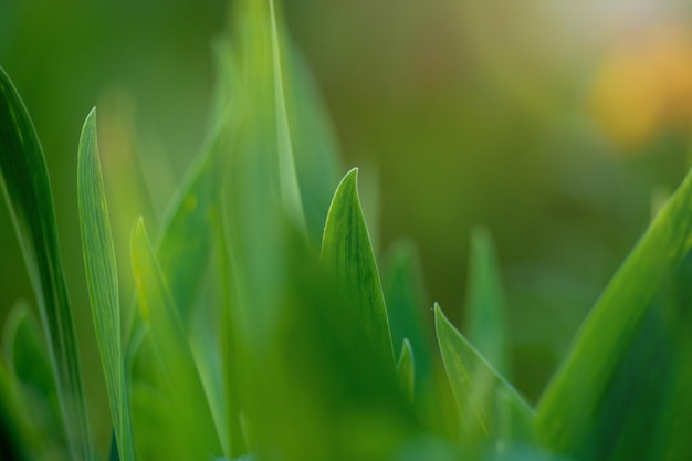 Green leaf in the garden selective focus