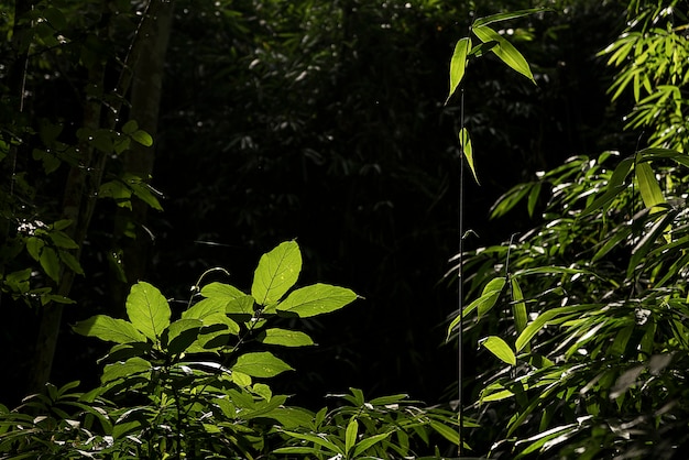 Photo green leaf growing in the way to waterfall , the tropical forest plant, evergreen vine on black background.