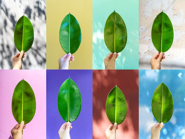 Green leaf in hand against the background of a textured colored street wall Minimal creative design concept