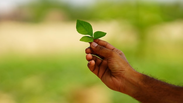 Green leaf in the hand