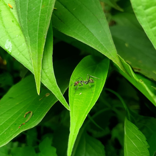 Green leaf High quality photo background beauty