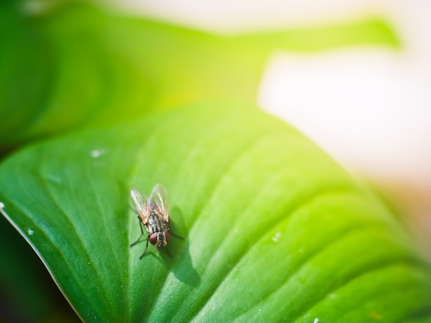 green leaf and housefly with macro view