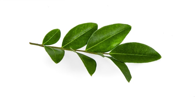 Green leaf isolate on white background