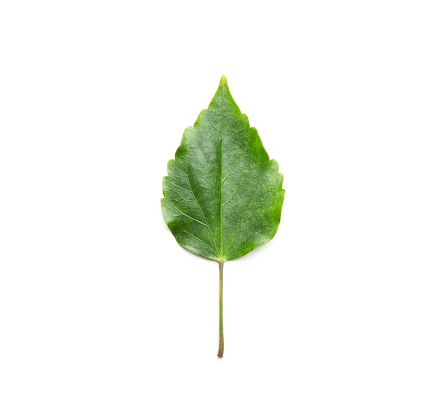 Green leaf isolated on white background Flat lay