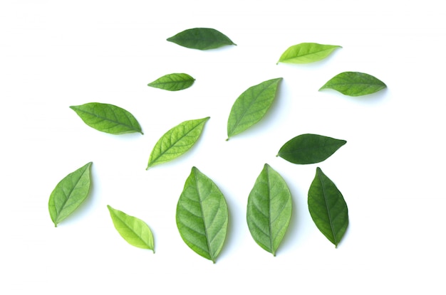 Green leaf isolated on the white background