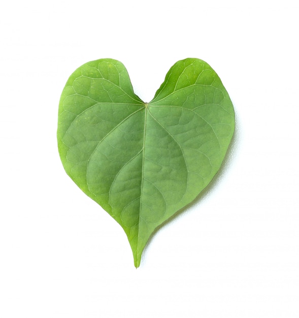 Green leaf isolated on the white background