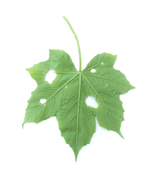 Green leaf isolated on the white background