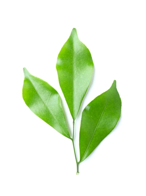 Green leaf isolated on the white background