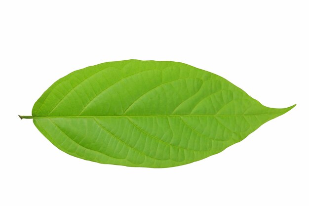 Green leaf isolated on white background.