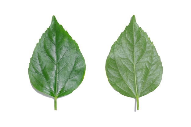 Green leaf isolated on white background