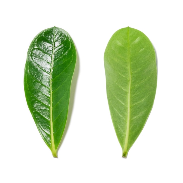 Green leaf isolated on white background