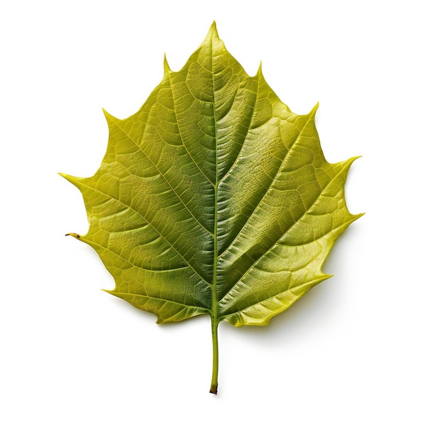 Green leaf isolated on white background