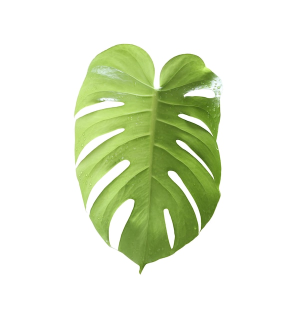 Green leaf isolated on white backgroundleaves of monstera and have clipping paths