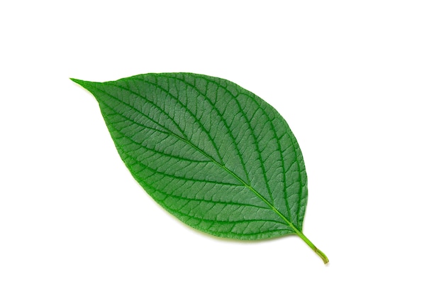 Green Leaf isolated on white 