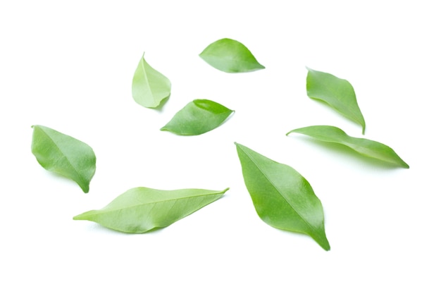 Green leaf isolated on white