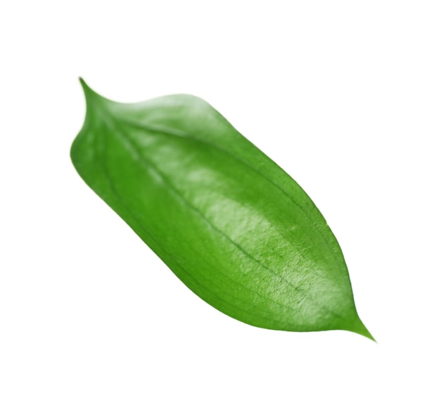 Green leaf isolated on white