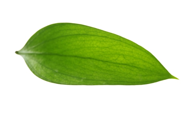 Green leaf isolated on white