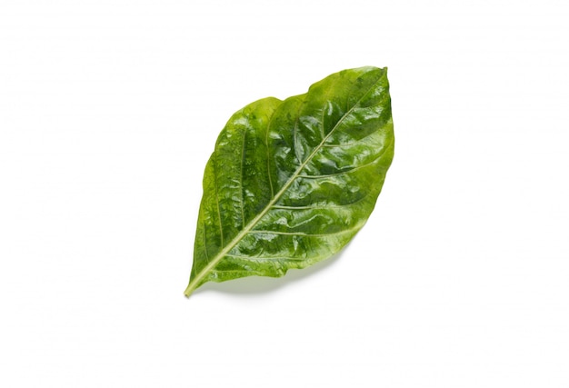 green leaf on isolated white 