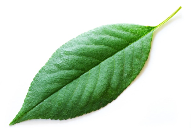 Green leaf isolated on a white