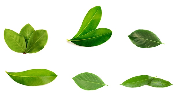 Green leaf isolated on whited surface