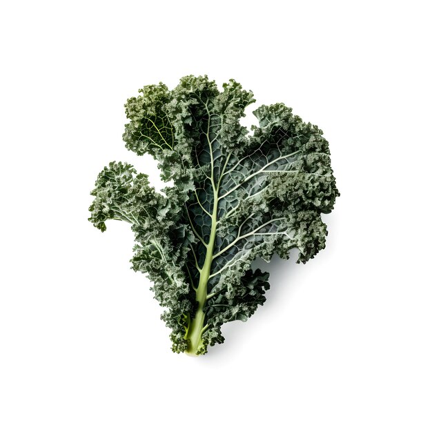 A green leaf of kale with a white background