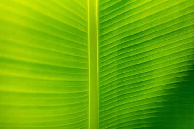 Green leaf macro. Bright nature closeup, green foliage texture. Beautiful natural botany leaf garden