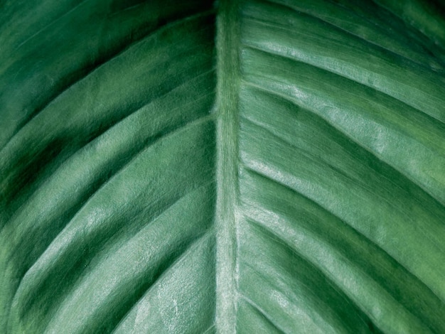 green leaf macro closeup texture